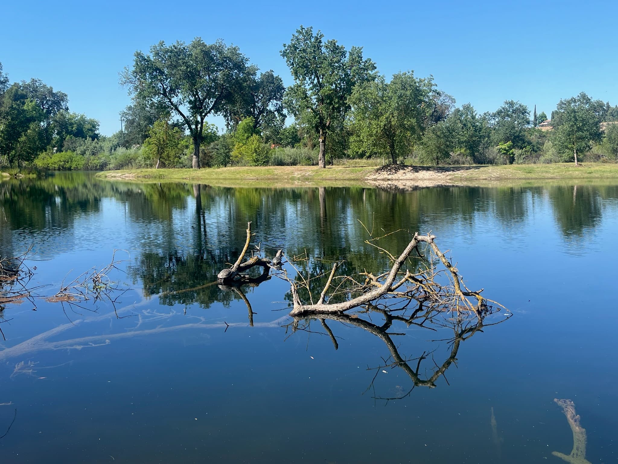 The pond and oak trees on the Wild Things campus