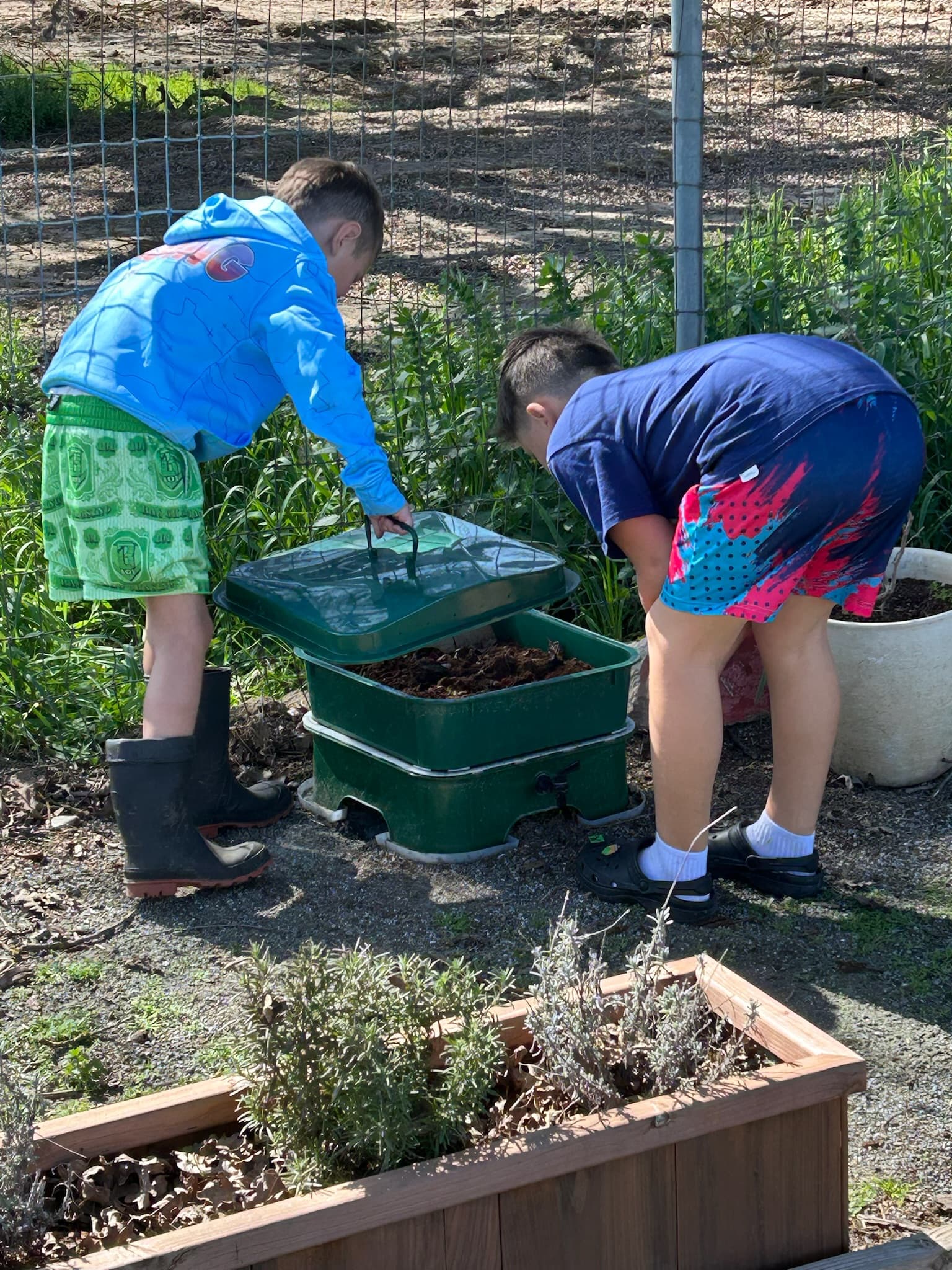 Two students lifting the lid of a compost bin in the campus garden